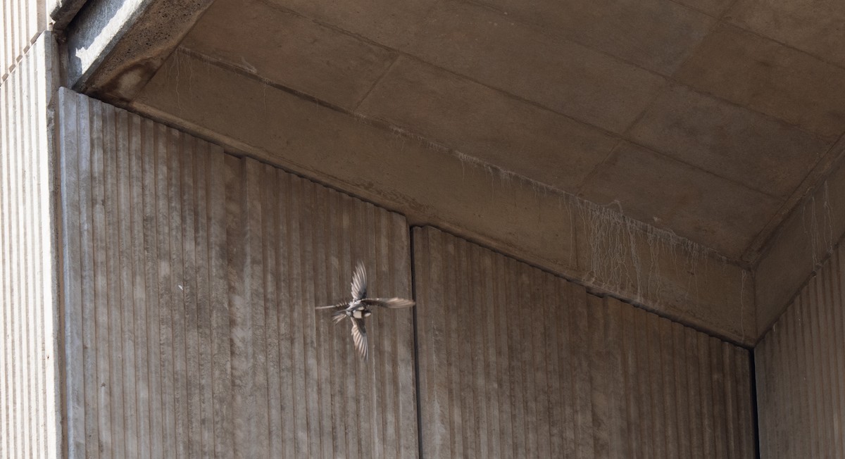 Alpine Swift - ML646442288