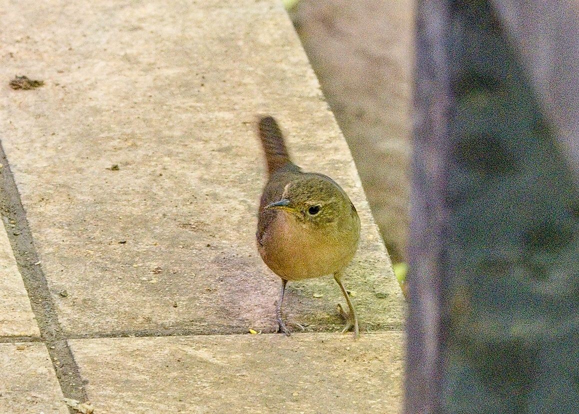 Southern House Wren - ML646442289