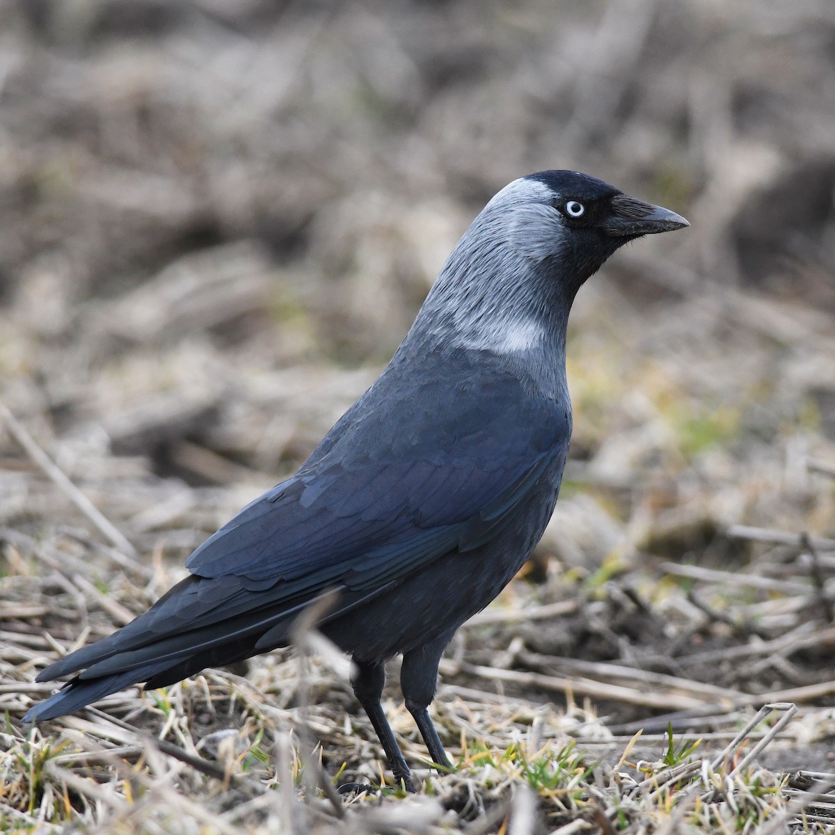 Eurasian Jackdaw - ML646442290