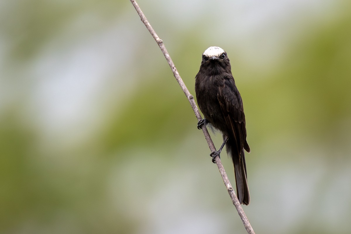 Long-tailed Tyrant - ML646442294