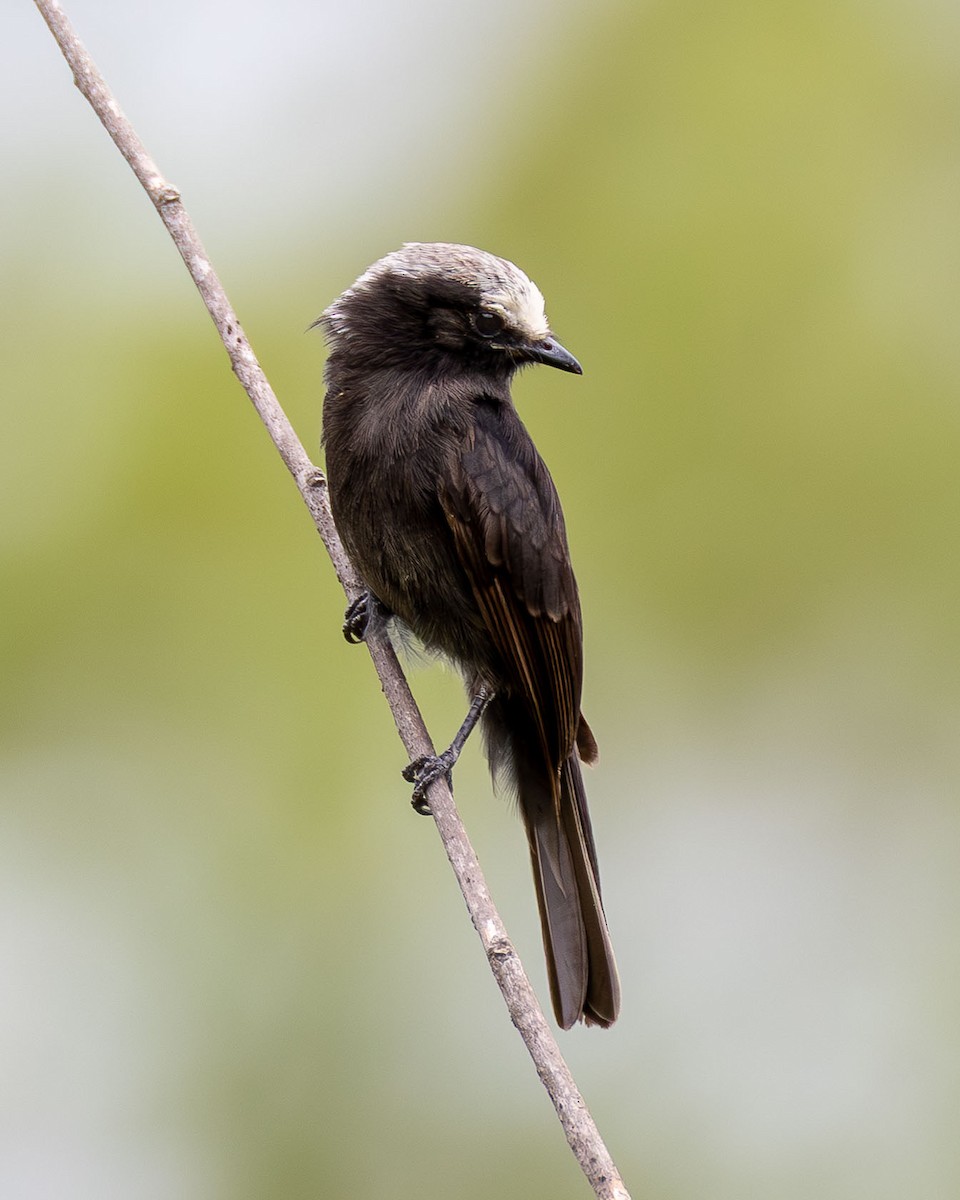 Long-tailed Tyrant - ML646442299