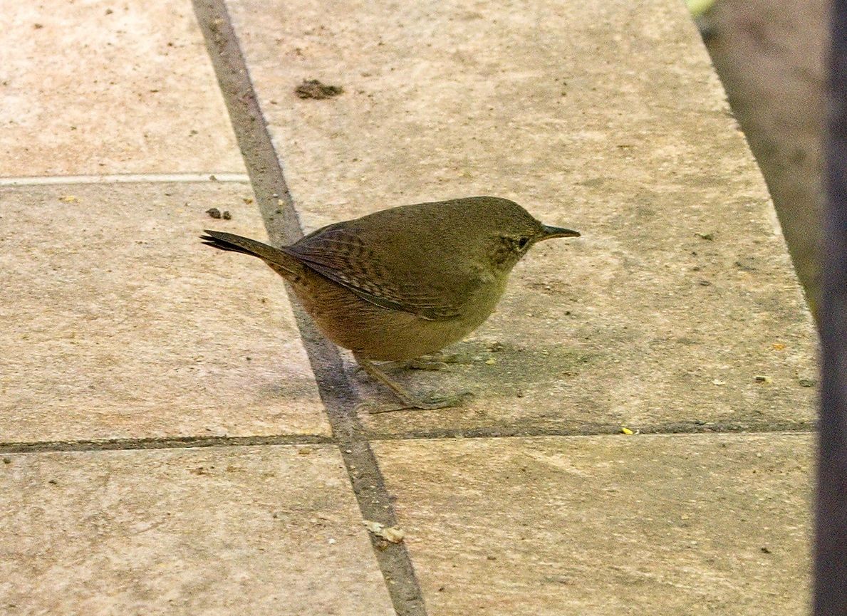 Southern House Wren - ML646442300