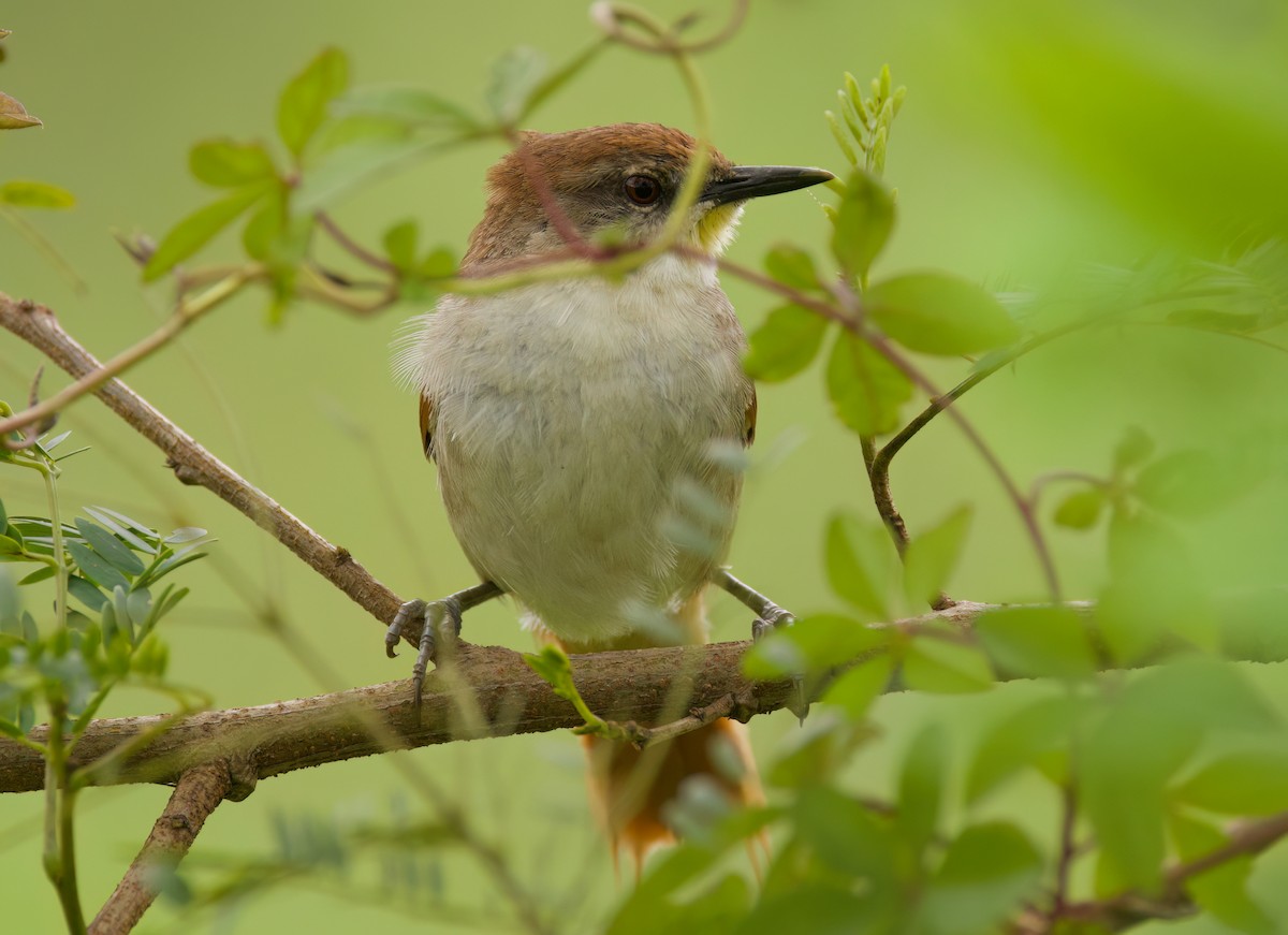 Yellow-chinned Spinetail - ML646442301