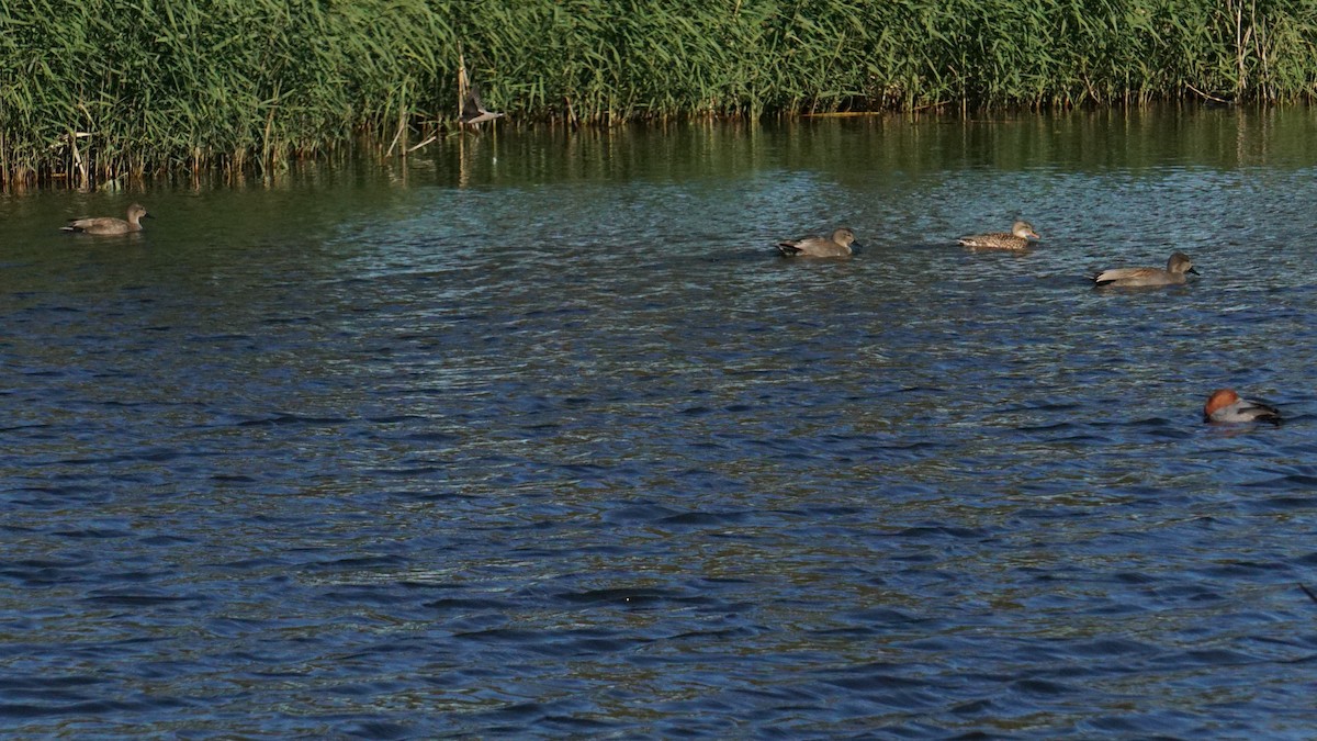 Gadwall - ML646442302