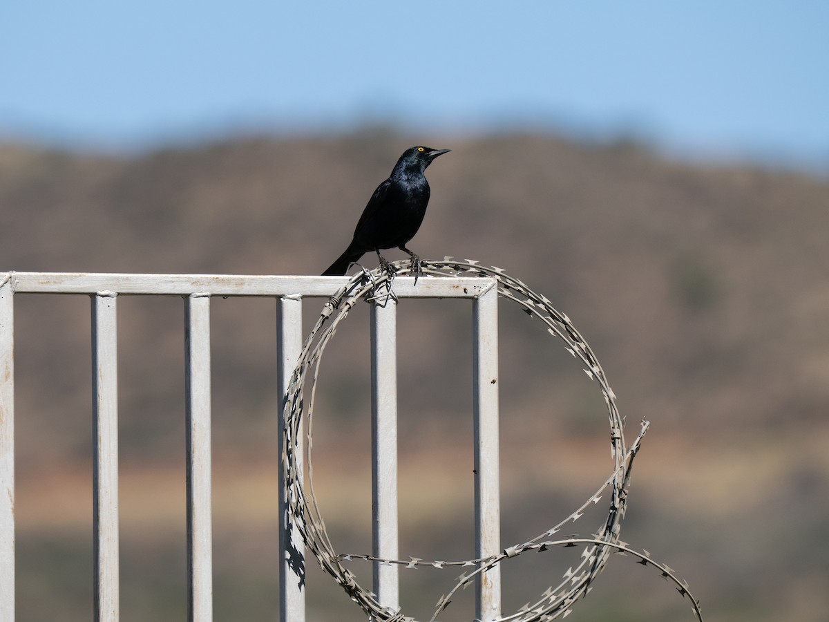 Pale-winged Starling - ML646442304