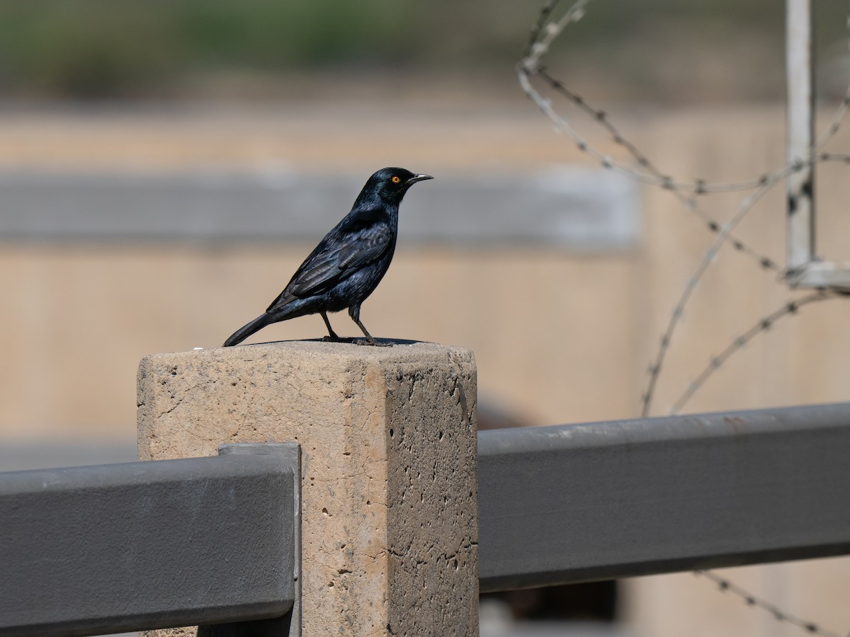 Pale-winged Starling - ML646442305