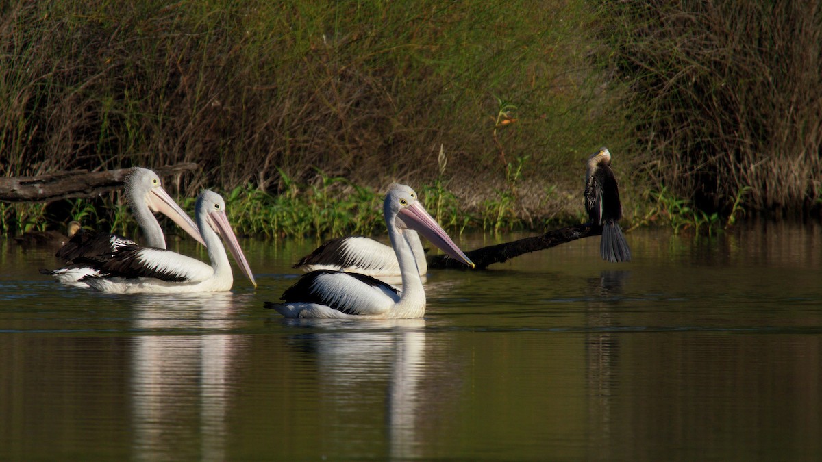Australian Pelican - ML646442306