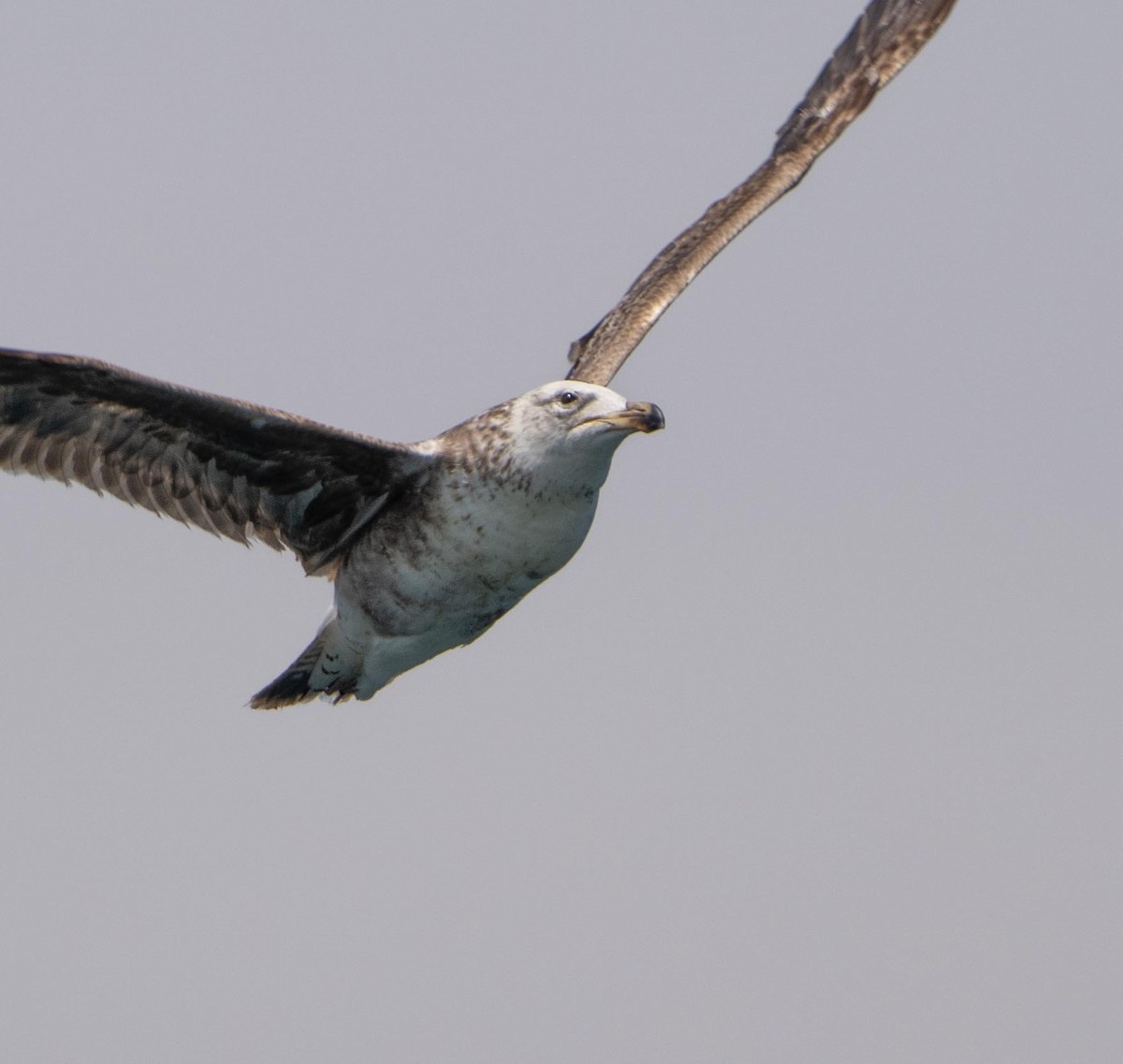 racek jižní - ML646442307