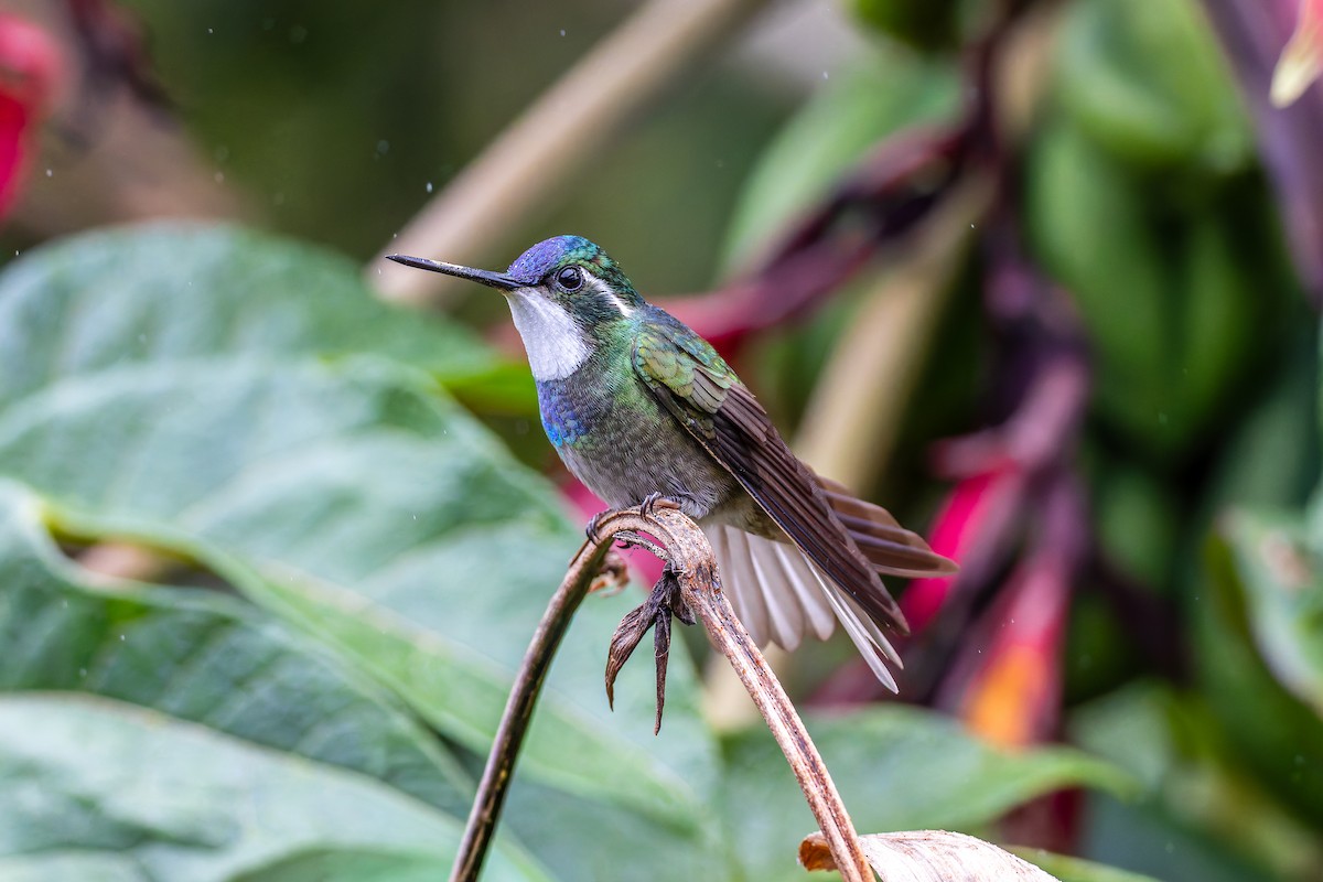 White-throated Mountain-gem - ML646442308