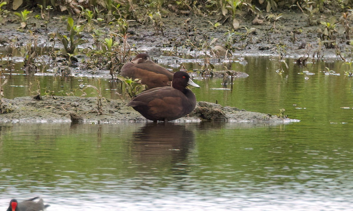 Southern Pochard - ML646442309