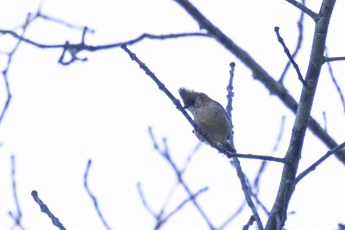 White-naped Yuhina - ML646442310