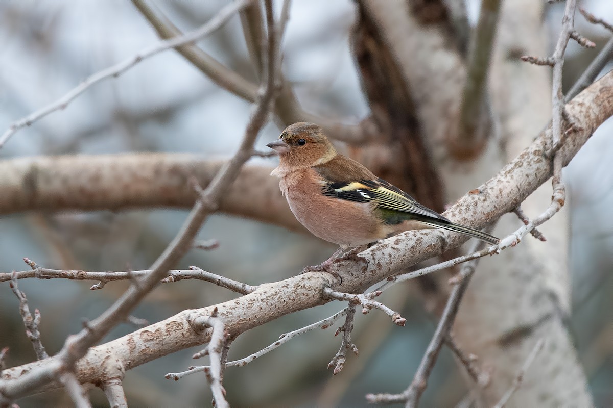 pěnkava obecná - ML646442312