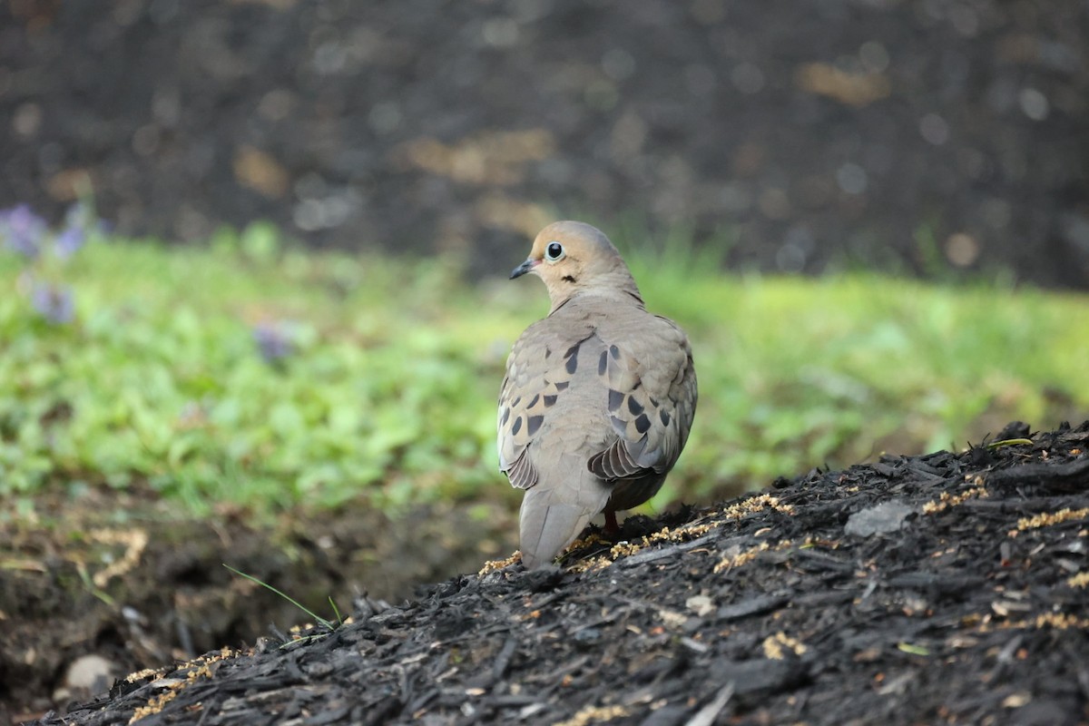 Mourning Dove - ML646442313