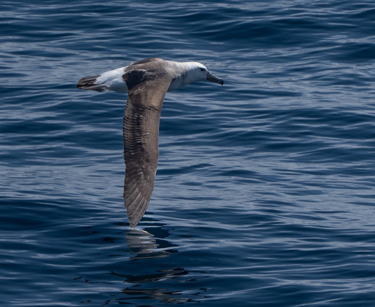 albatros černobrvý - ML646442314