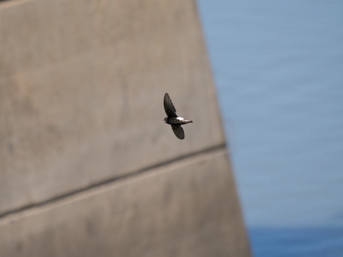 Little Swift - ML646442317