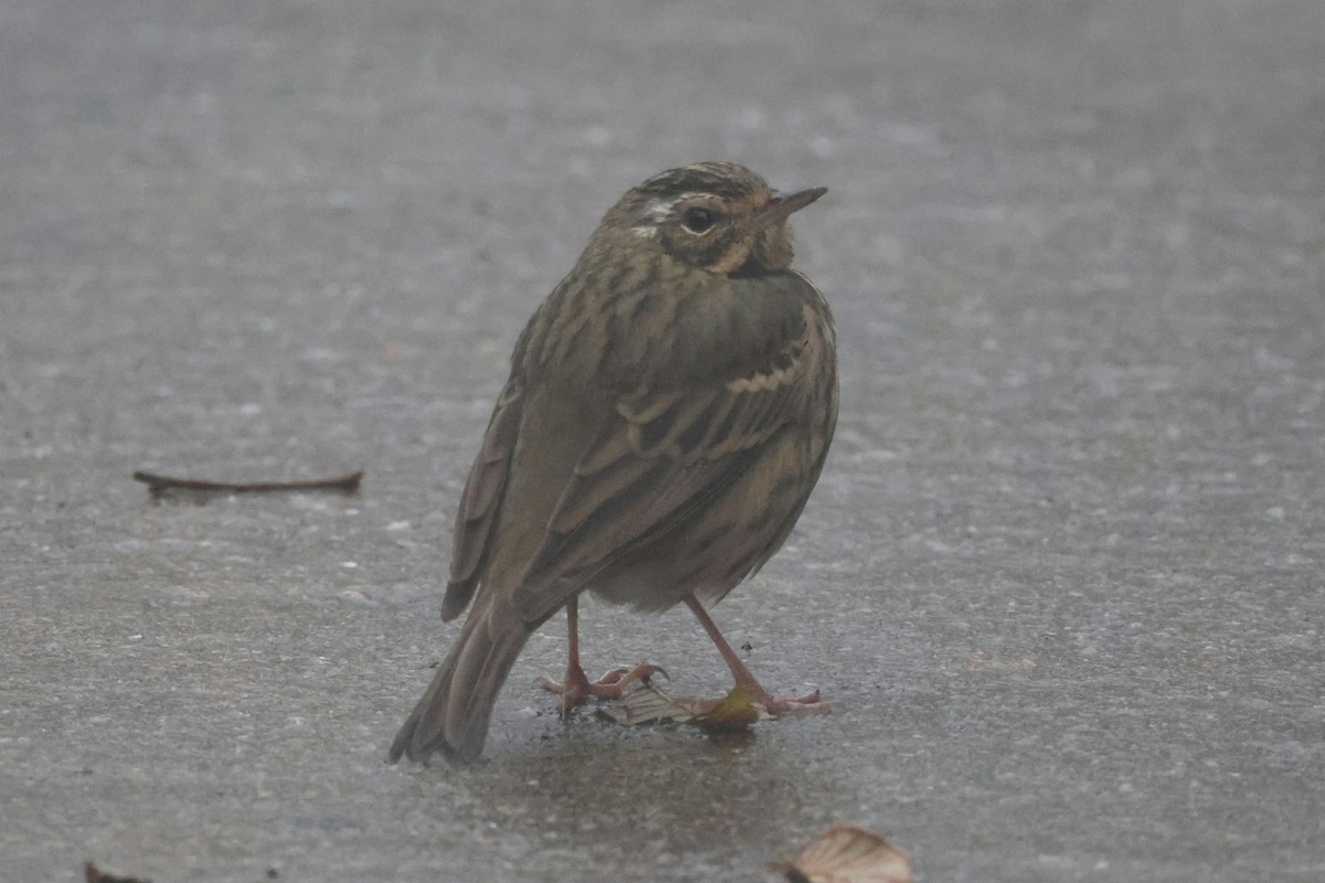 Olive-backed Pipit - ML646442318