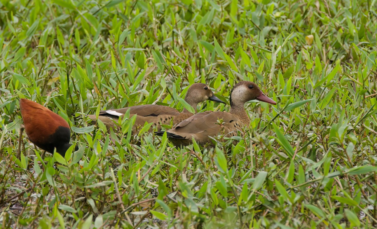 Brazilian Teal - ML646442319