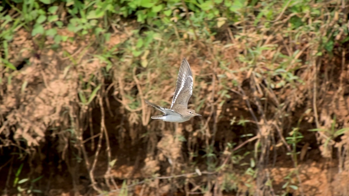 pisík obecný - ML646442326