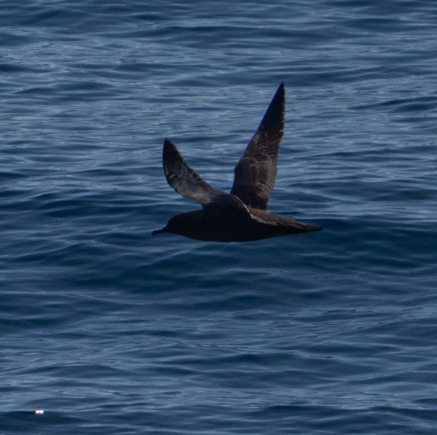 buřňák temný - ML646442327