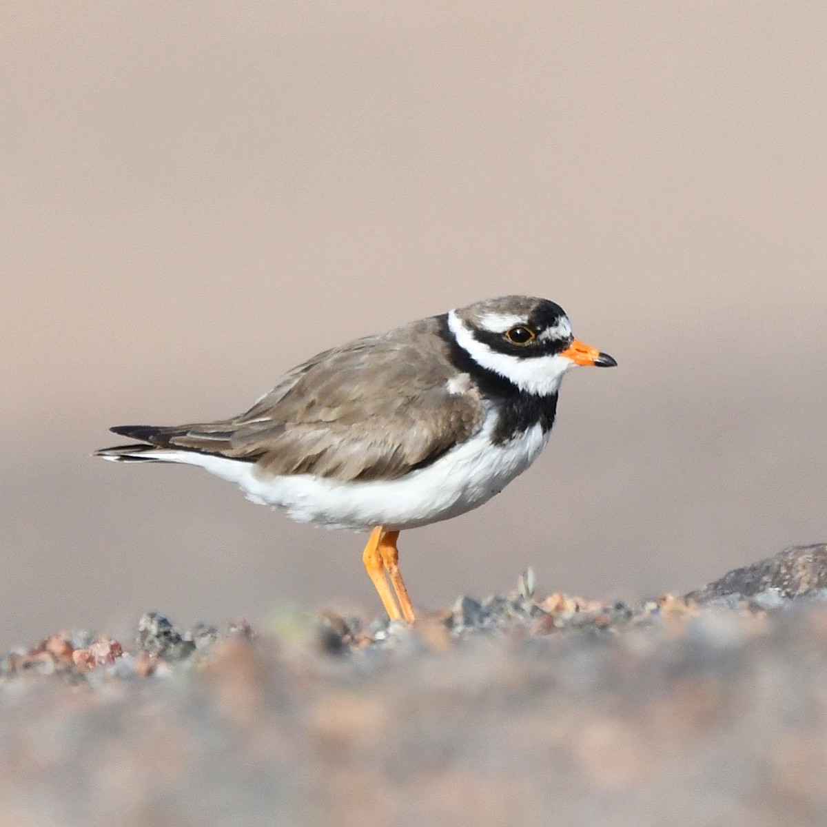 環頸鴴 - ML646442330