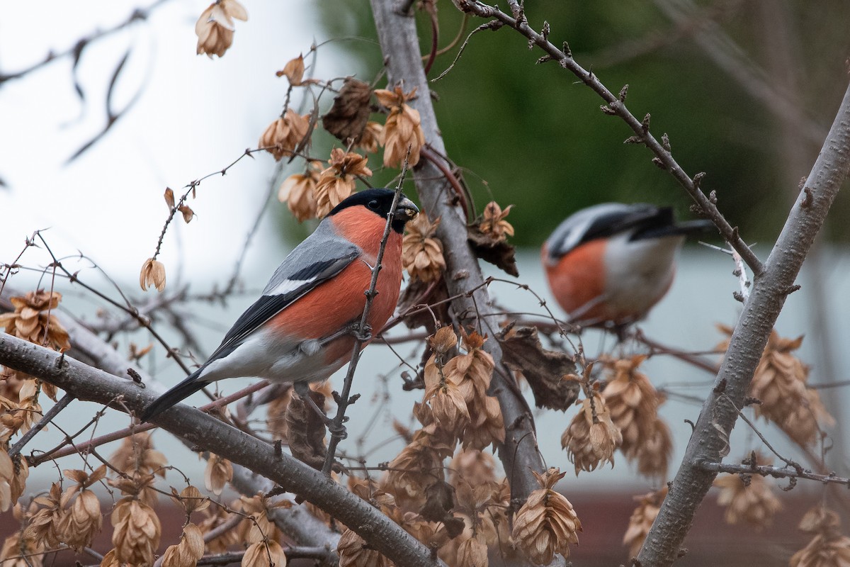 hýl obecný - ML646442331