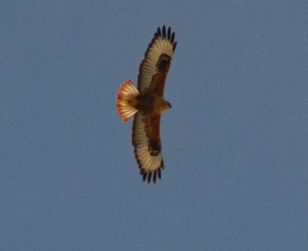 Long-legged Buzzard - ML646442332