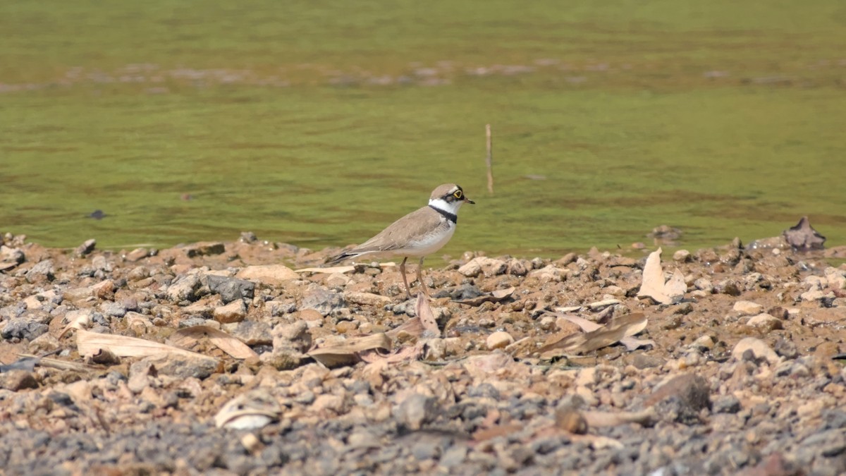 Little Ringed Plover - ML646442338