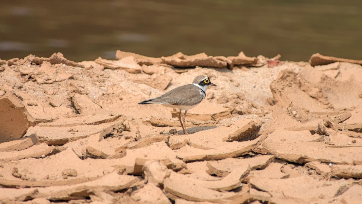 Little Ringed Plover - ML646442339