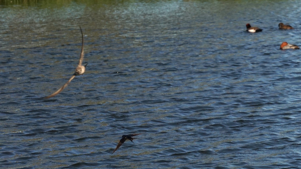 vlaštovka obecná - ML646442342