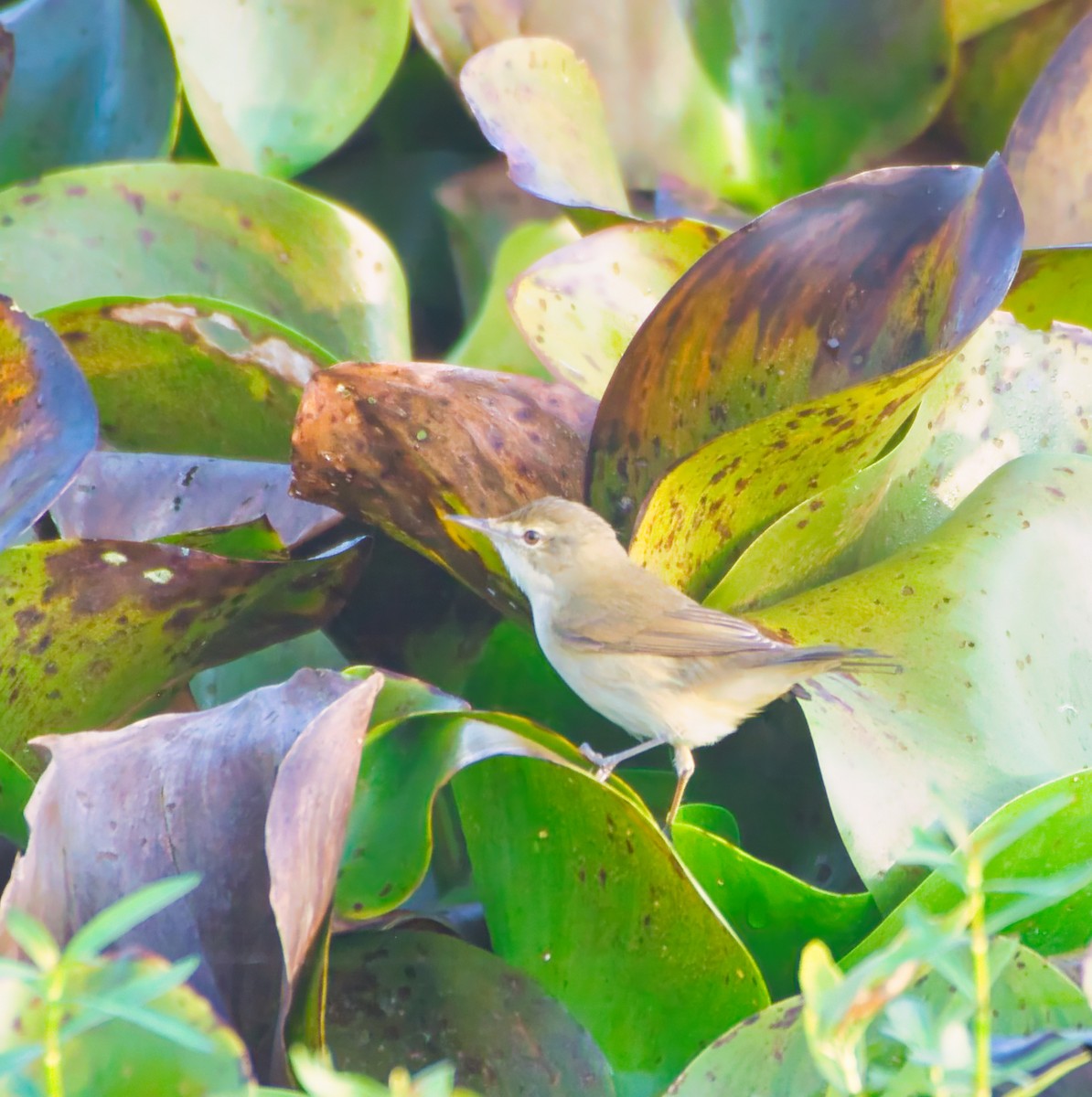 Blyth's Reed Warbler - ML646442347