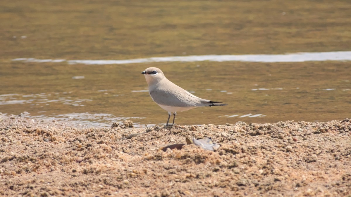 ouhorlík malý - ML646442348