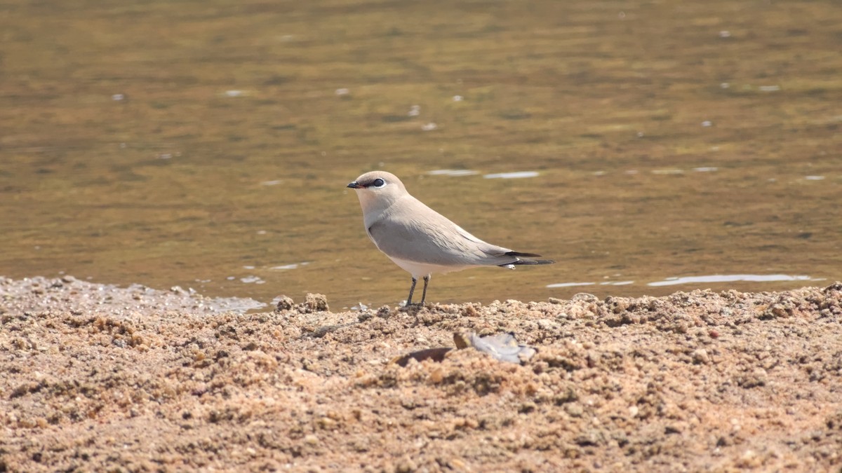 ouhorlík malý - ML646442350