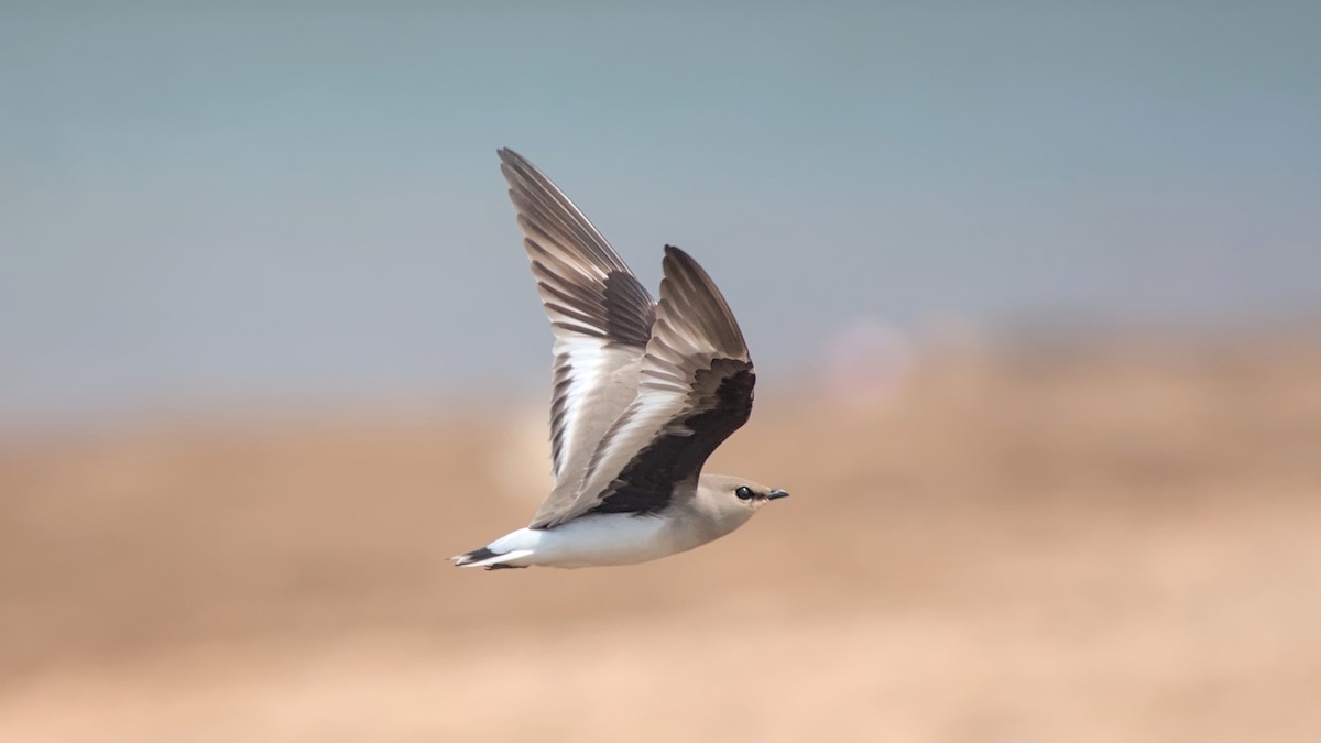 ouhorlík malý - ML646442352