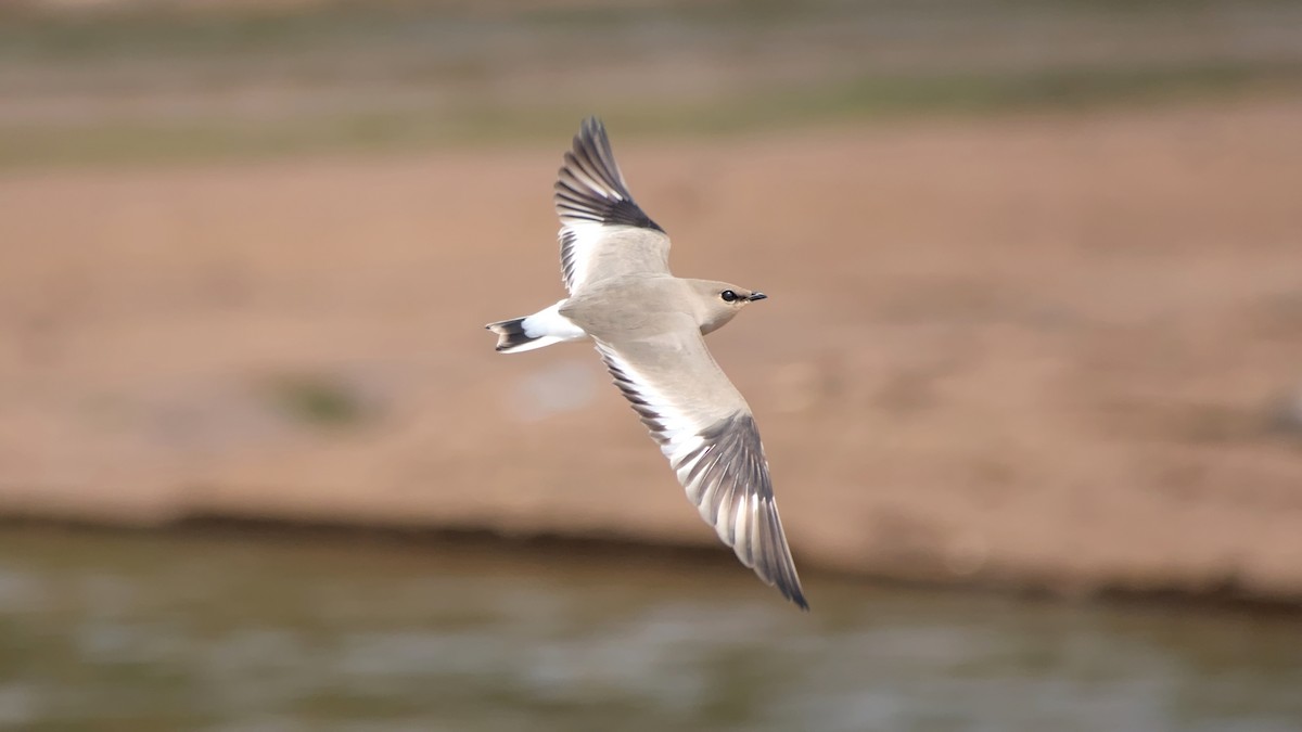 ouhorlík malý - ML646442353