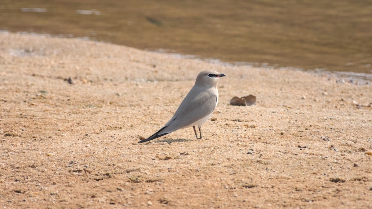 ouhorlík malý - ML646442354