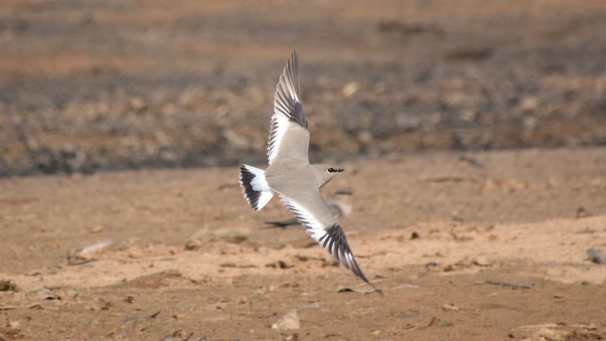 ouhorlík malý - ML646442355