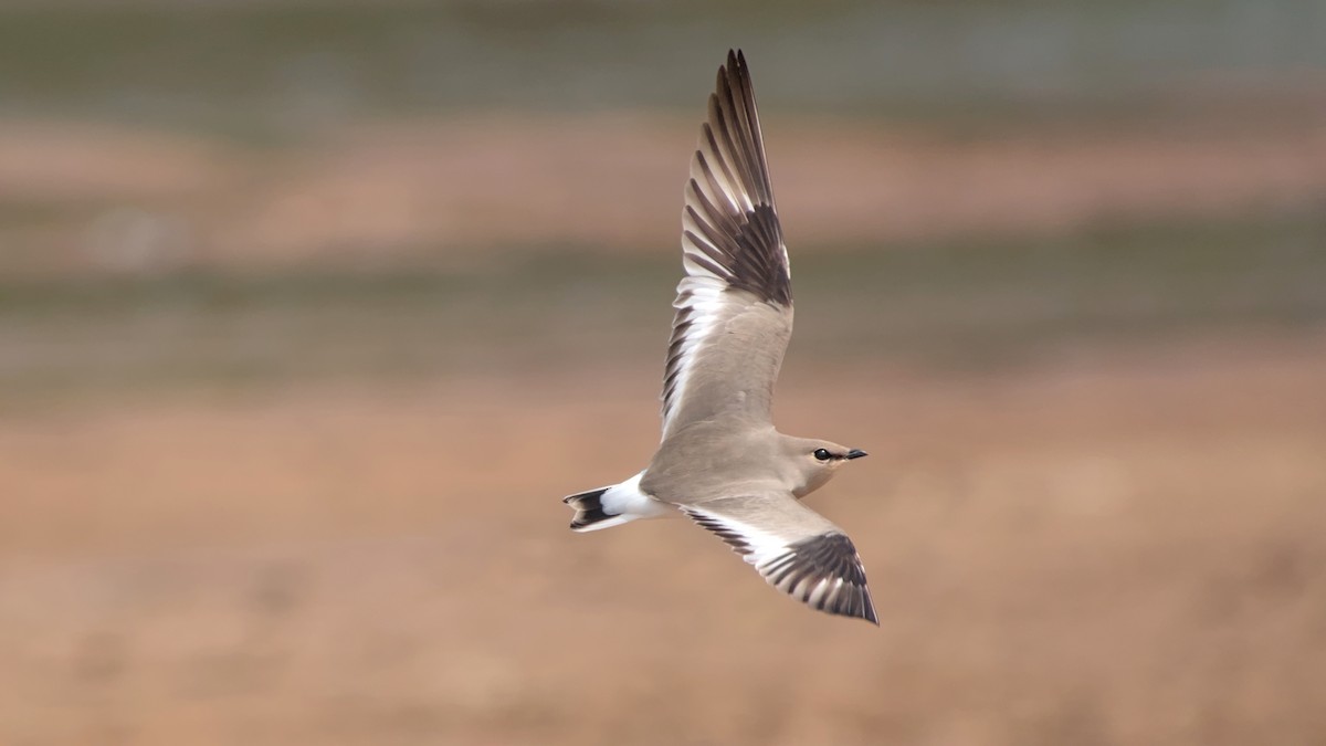 ouhorlík malý - ML646442356