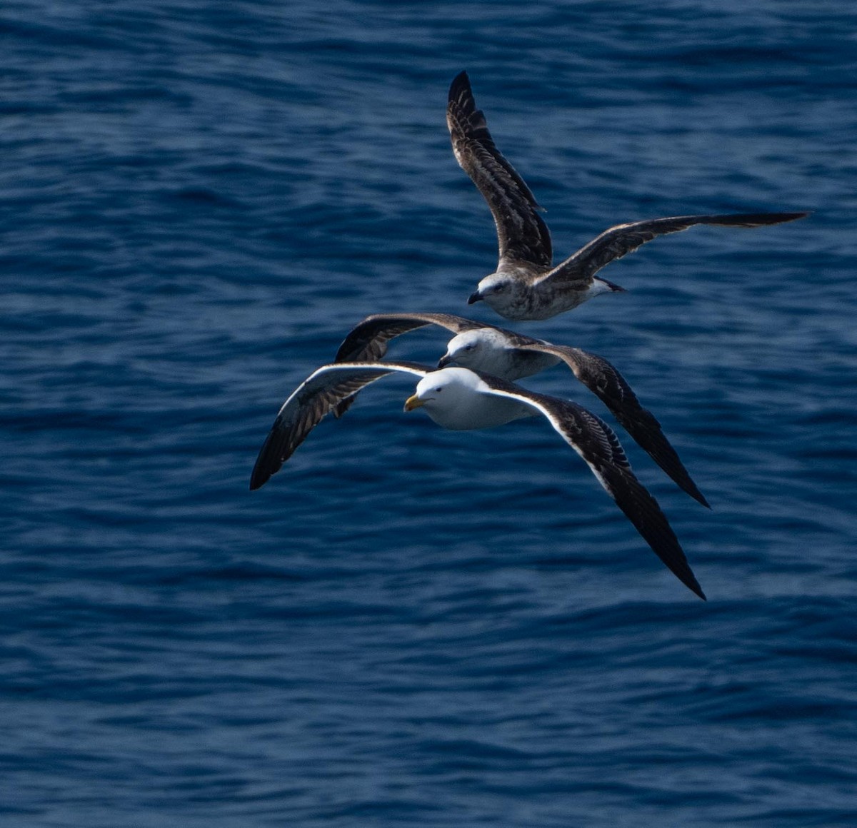 racek jižní - ML646442358