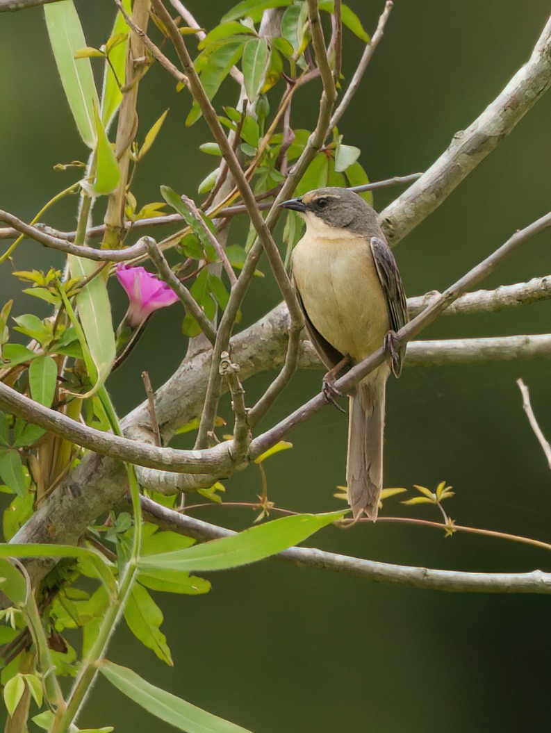 Long-tailed Reed Finch - ML646442364