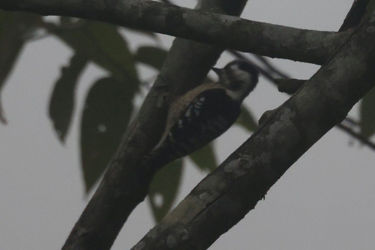 Gray-capped Pygmy Woodpecker - ML646442365