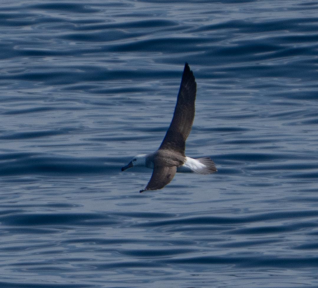 albatros královský - ML646442366