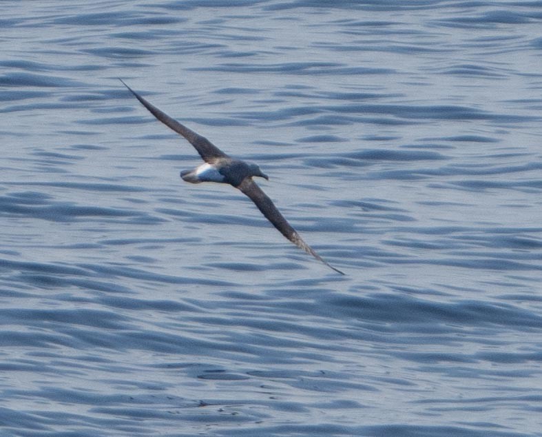 albatros snarský - ML646442367