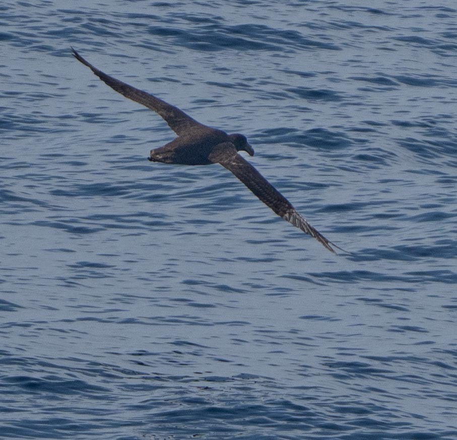 buřňák Hallův - ML646442370