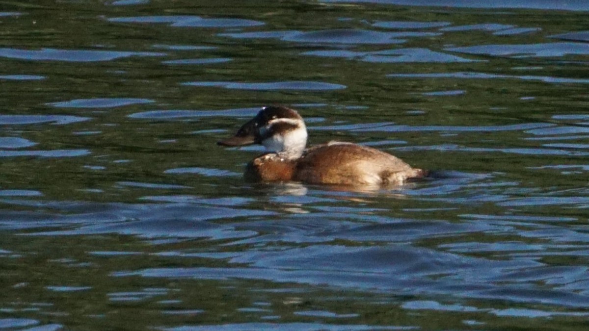 White-headed Duck - ML646442371