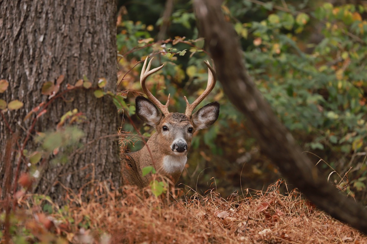 White-tailed Deer - ML646442373