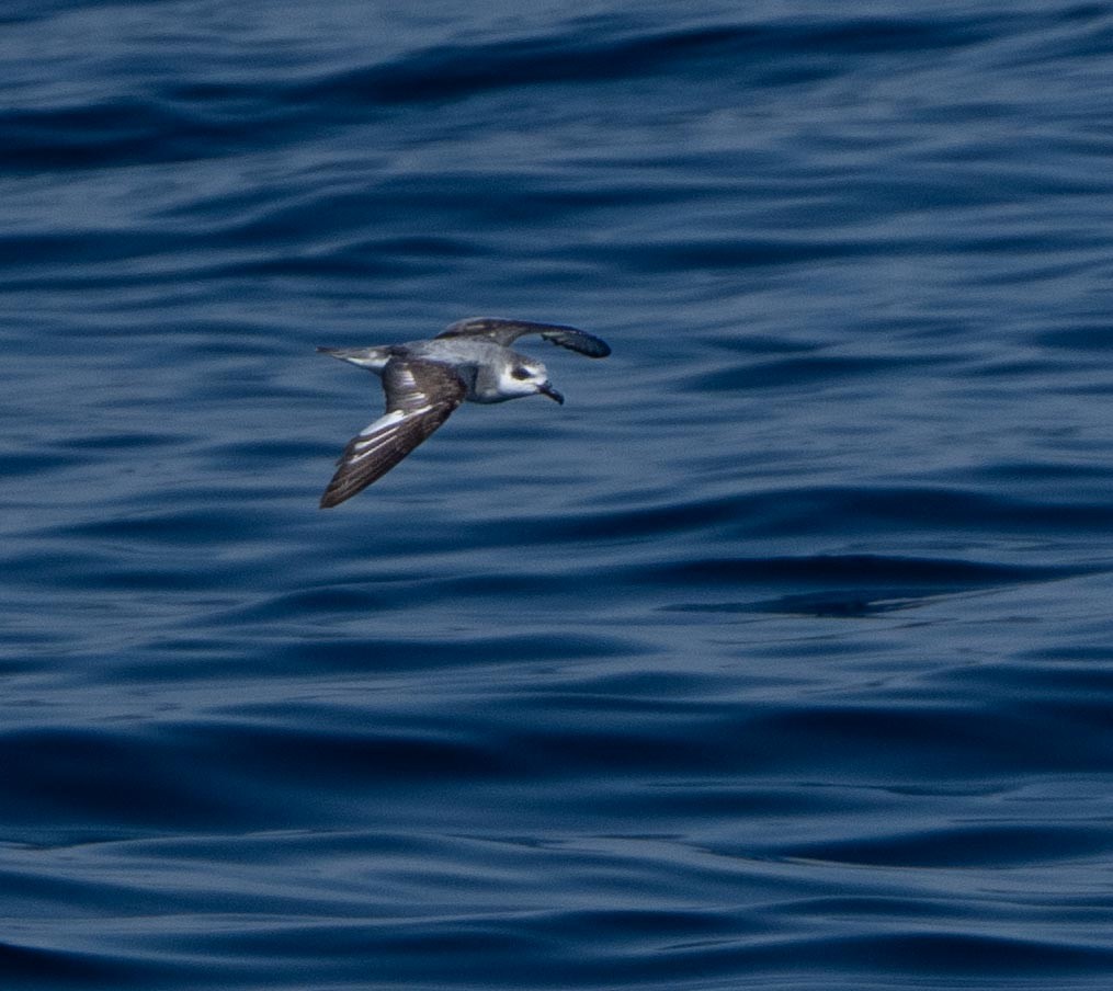 buřňák fernandezský - ML646442375