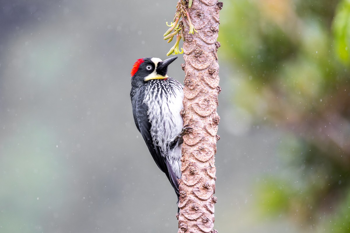 Acorn Woodpecker - ML646442376