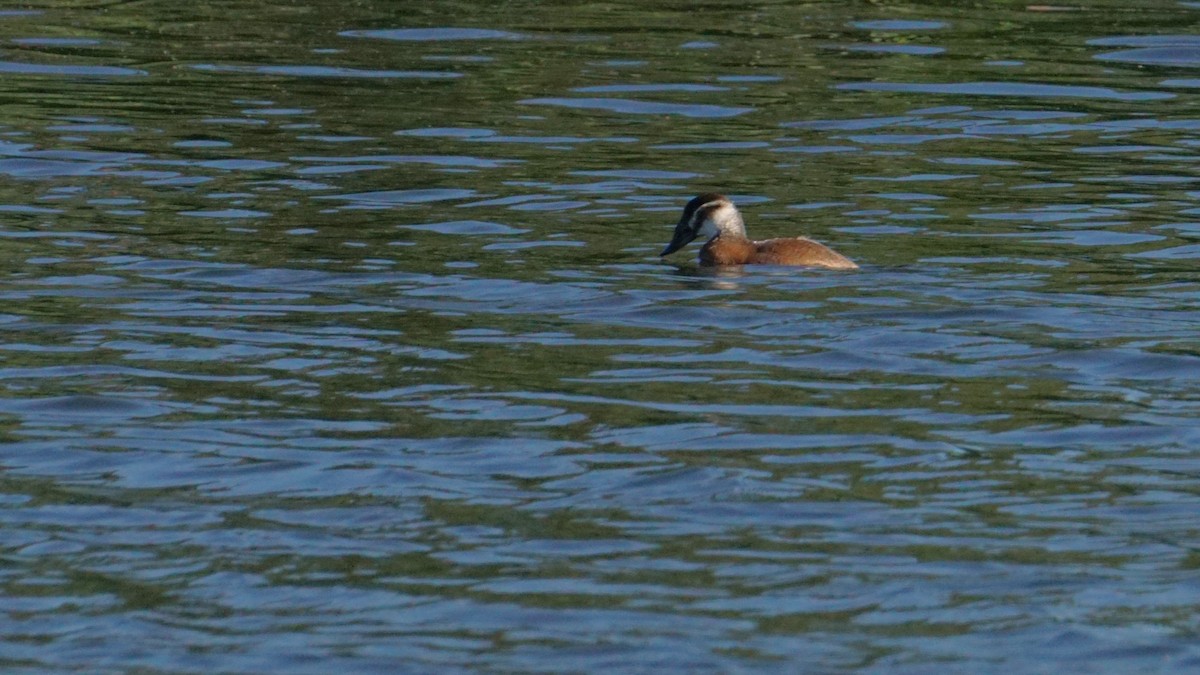White-headed Duck - ML646442377