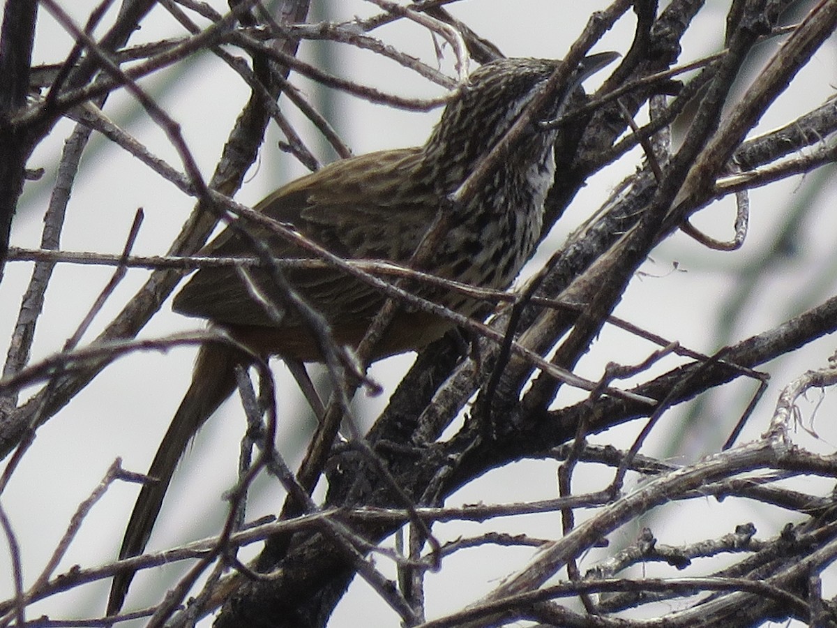 Rockrunner - ML646442378