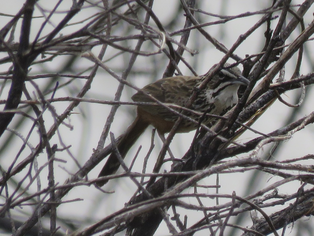 Rockrunner - ML646442379